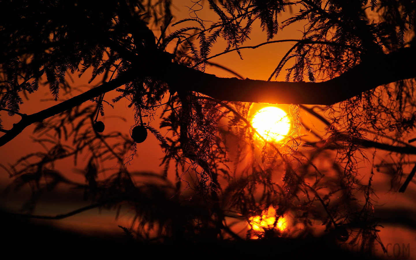 South Carolina [300 mm, 1/8000 Sek. bei f / 8.0, ISO 800]